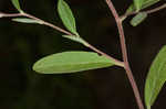 Pine barren frostweed